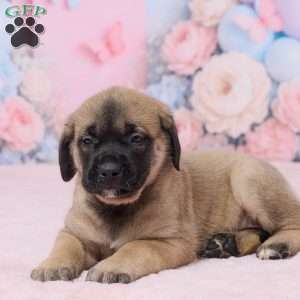 Molly, English Mastiff Puppy